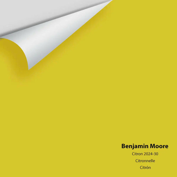 Big Paint Chip - Citron 2024-30