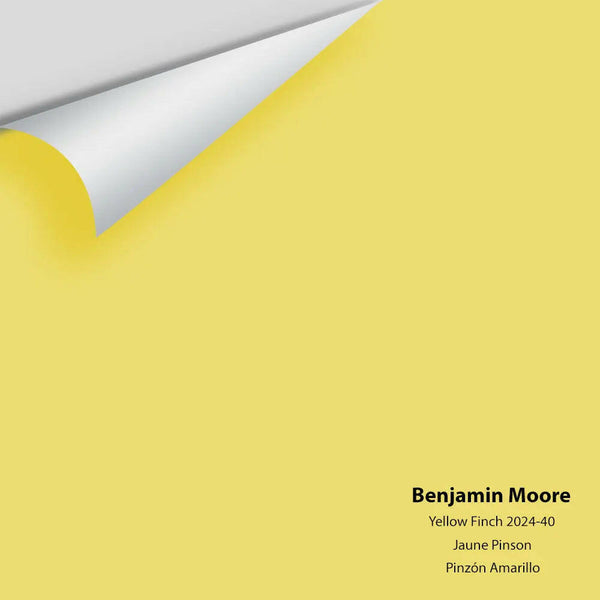 Big Paint Chip - Yellow Finch 2024-40