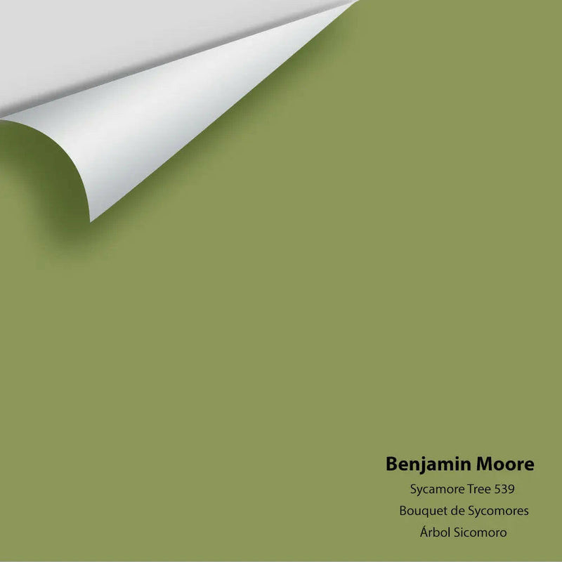 Big Paint Chip - Sycamore Tree 539