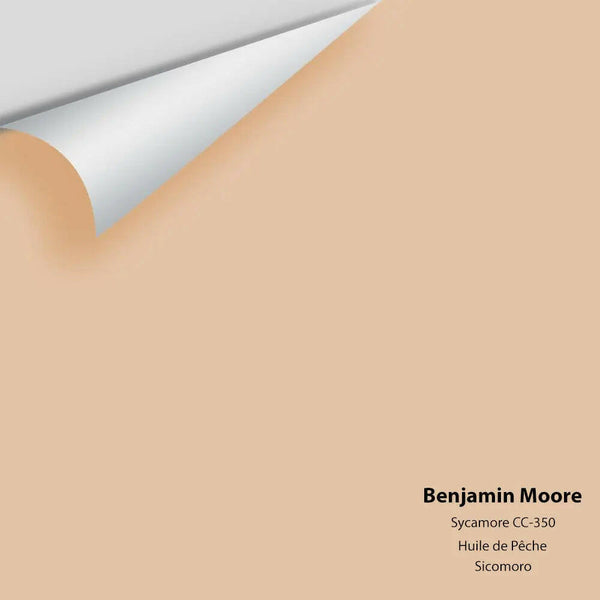 Big Paint Chip - Sycamore 1137 / CC-350